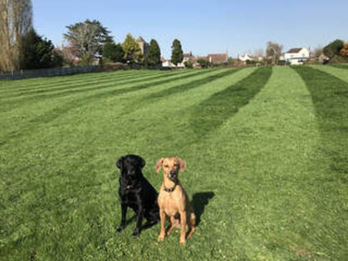Dog training near Bristol and Bath
